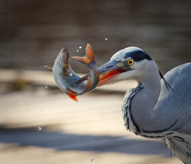 A grey heron, Ardea cinerea captured a shimmering roach, Rutilus rutilus in a split-second hunting moment at Prague Stromovka Park, showing raw nature and perfect precision.