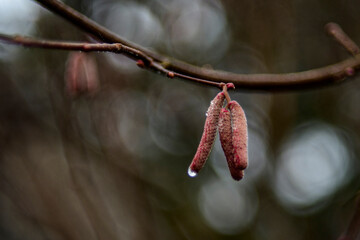 Decemberi mogyor&oacute; vir&aacute;g