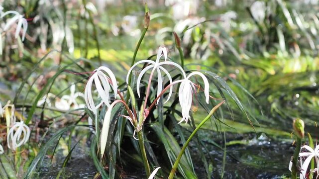 Crinum thaianum, the queen of aquatic plants, is a beautiful and rare aquatic plant found in Ranong and Phang Nga provinces.