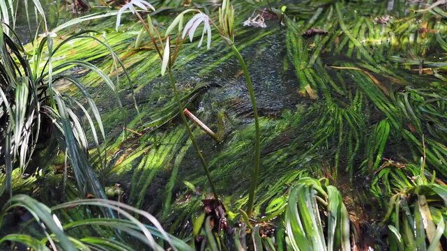 Crinum thaianum, the queen of aquatic plants, is a beautiful and rare aquatic plant found in Ranong and Phang Nga provinces.