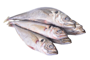 Fresh fish horse mackerel on white background isolated