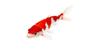 Vibrant red and white koi fish swimming in clear water
