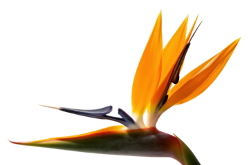 A vibrant Strelitzia reginae flower with bright orange petals