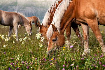 Fototapeta premium Horses peacefully grazing on the wide Castelluccio Plains, surrounded by soft light and vast mountain landscapes in the heart of the Umbrian highlands.