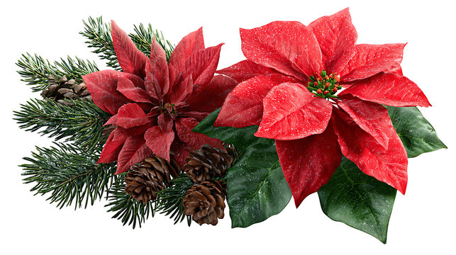 Christmas poinsetta and pine in different clusters, bold red and green tones, isolated on white background