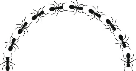 Black ant insects walking together in a curved line illustration on white background