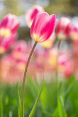ピンクのチューリップ