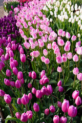並んだチューリップ