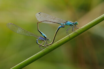 Blue-tailed damselflies, Ischnura elegans, mating on a grass stem, summer