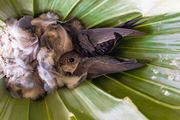 Nest of fork-tailed palm Swift 