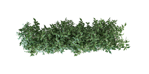 3d render Lush Green Hedge or Shrub Top View: Decorative Garden Border & Greenery
