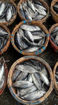 Fresh Fish Display at Local Market &ndash; Skipjack Tuna