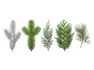 set of fir branches isolated