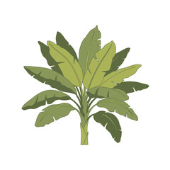 Fototapeta premium Stylized banana plant illustration showcasing broad leaves and robust trunk structure