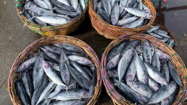 Fresh Skipjack Tuna in Baskets at Traditional Fish Market
