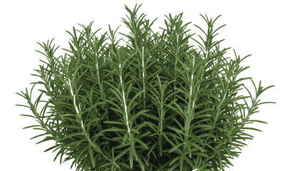 Fresh green rosemary herb bush isolated on a white background, perfect for culinary uses and aromatherapy
