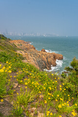 Beautiful yellow flowers, sailing small boats, rocky shores and skyscrapers of the Yellow sea in Qingdao, China