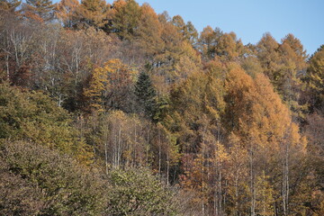 Fototapeta premium 広葉樹が落葉する頃、黄金色に色づき始めるカラマツ