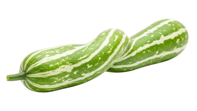 Two green and white striped snake gourds intertwined