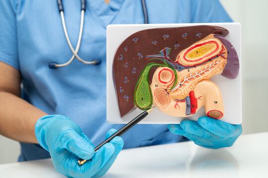 Liver with gallbladder, pancreas spleen and duodenum, Asian doctor holding human anatomy model for study diagnosis and treatment in hospital.