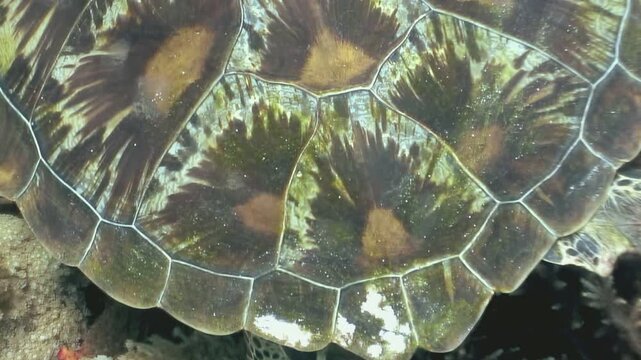 Explore the underwater world of the Philippines. A majestic green sea turtle, Chelonia mydas, rests among colorful coral. Observe details of its beautiful shell and intricate patterns of its skin.