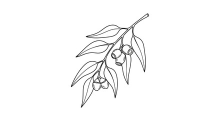 Eucalyptus branch with leaves and seed pods line art illustration.