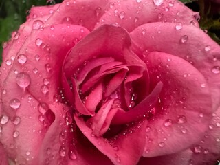 red rose with water drops