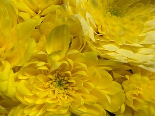 yellow chrysanthemum flowers
