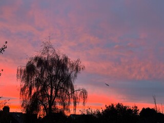 sunset over the forest