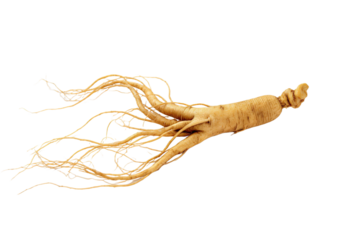 Ginseng root with long and slender roots for traditional herbal use
