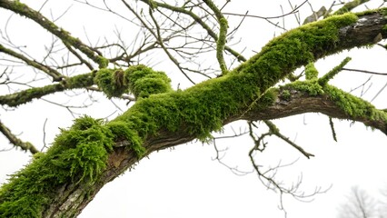 Fototapeta premium Moss covered tree branch cut out isolated with shadow. AI generated. 