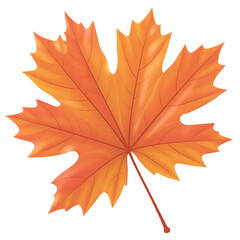 Maple leaf PNG isolated on transparent background 
