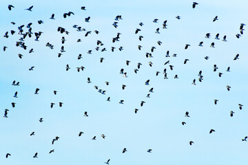 Flight of lapwings in the Plain of Sorques protected natural area. Île de France region