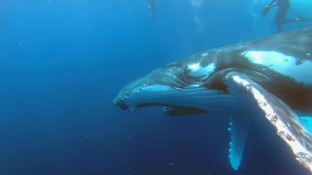 Experience a close encounter with a magnificent Humpback Whale in the clear waters of French Polynesia. Observe this gentle giant as it gracefully swims along, showcasing its immense size and beauty.