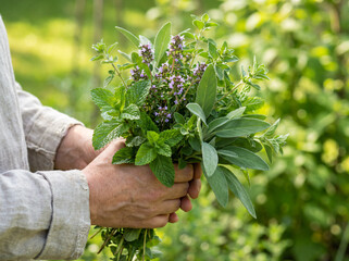 Person Holding (Women)  Fresh Garden Herb Bouquet Outdoors - mint, sage, oregano and thyme flowers in natural daylight. Soft green garden background creates a clean botanical and organic gardening