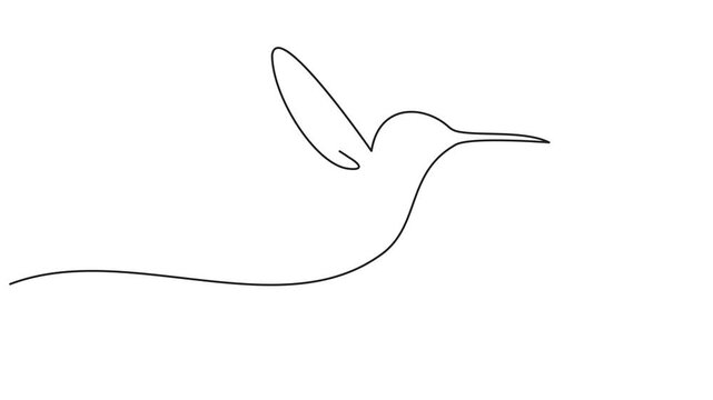Colibri bird continuous line drawing minimalist animation, hummingbird animal illustration animated with stroke outline. 4k