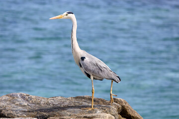 reiher