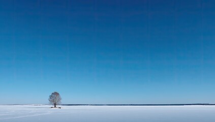 Panoramic vista featuring a solitary tree against a vast, bright blue sky in winter