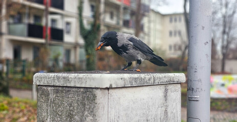 Kr&auml;he mit Futter im Schnabel
