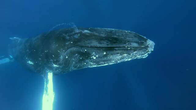 Experience the serene underwater world of Tonga, as a majestic Humpback Whale swims gracefully. Watch it surface and blow water on a sunny day, creating a magical encounter.