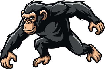 Obraz premium Aggressive chimpanzee in a low crouch on a white background primate animal