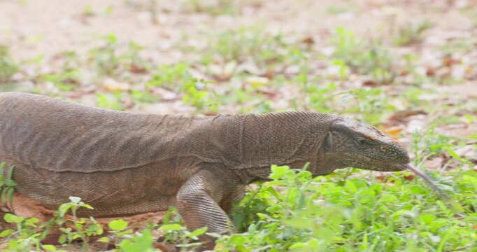 Bengal Monitor Lizard (Varanus bengalensis) in Yala National Park, Sri Lanka