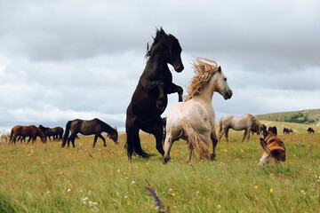 Obraz premium two horses on a meadow