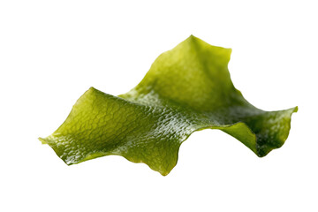 Fototapeta premium A fresh green seaweed leaf isolated on white background