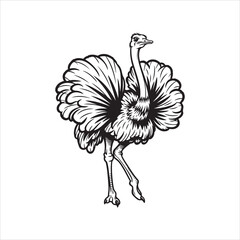 A Beautiful Ostrich Bird