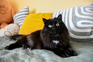 "Black cat, portrait, close-up, pet, looking at camera." © A.L. Visuals