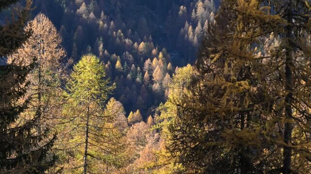 wood in autumn, wood in fall, trees with yellow leaves, larch,  Larix decidua, fall, autumn, orange, yellow, plays of light, mountain,  tourist, walking, Lillaz, Cogne, gran paradiso national park