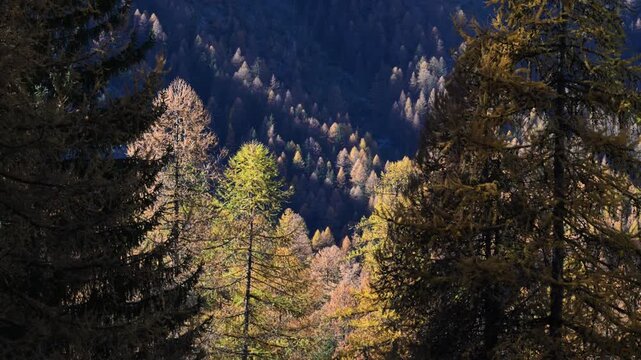 wood in autumn, wood in fall, trees with yellow leaves, larch,  Larix decidua, fall, autumn, orange, yellow, plays of light, mountain,  tourist, walking, Lillaz, Cogne, gran paradiso national park