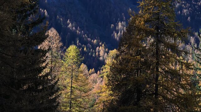 wood in autumn, wood in fall, trees with yellow leaves, larch,  Larix decidua, fall, autumn, orange, yellow, plays of light, mountain,  tourist, walking, Lillaz, Cogne, gran paradiso national park