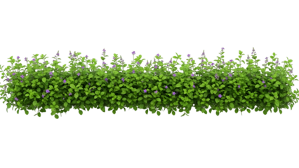 Green leafy bush with small purple flowers isolated on a transparent background green leaves